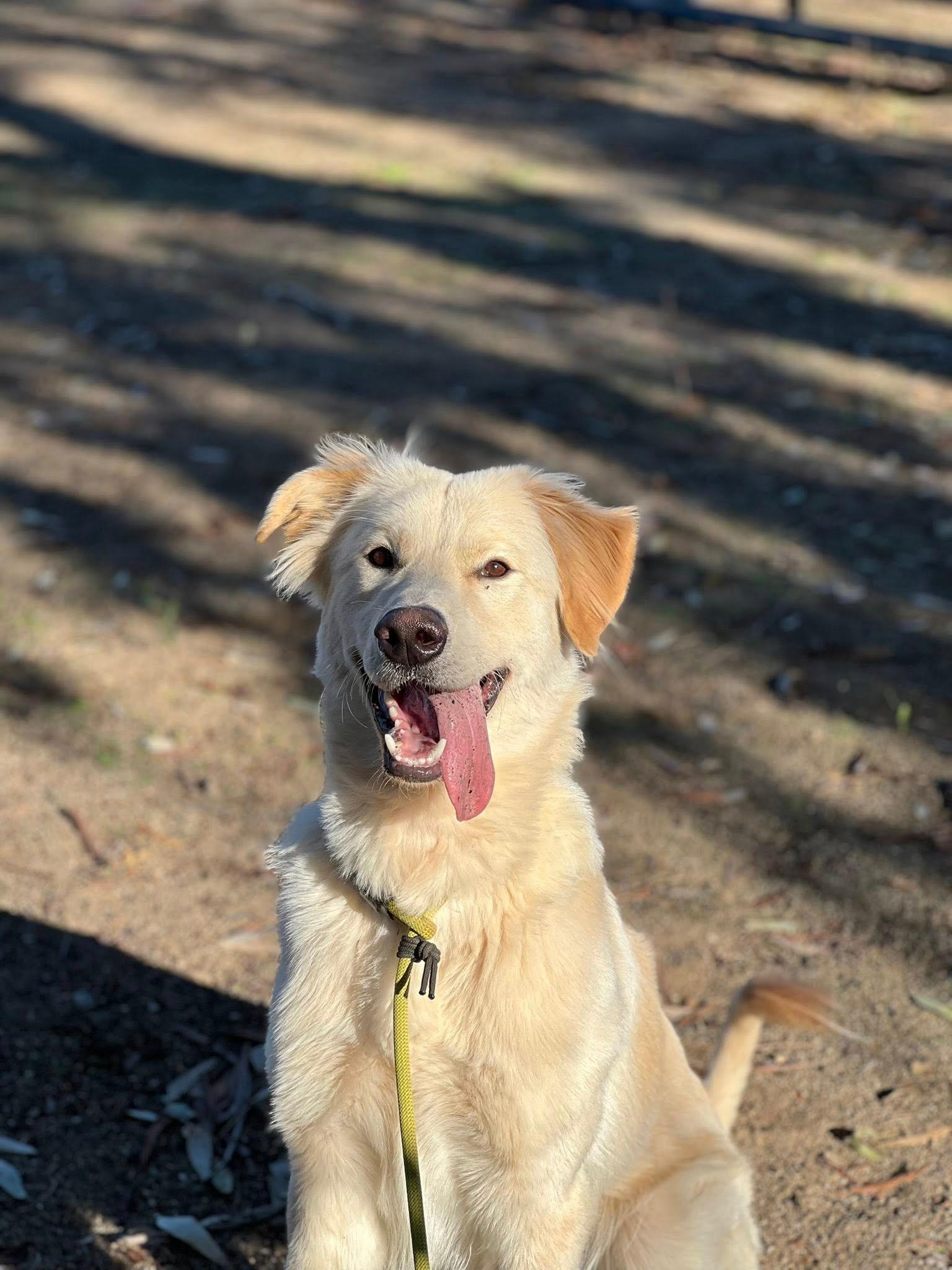 Enlarge Pretzel, a ADOPTABLE mixed breed in Boulder, CO image 2/3
