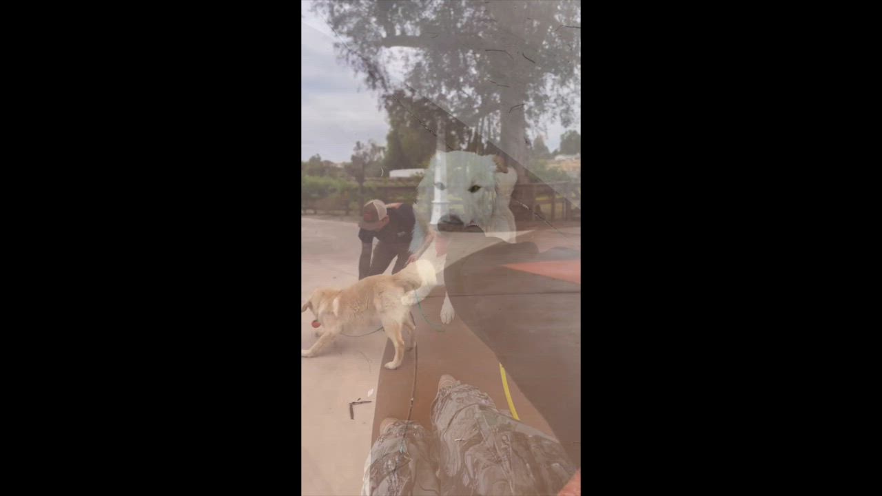 Enlarge Pretzel, a ADOPTABLE mixed breed in Boulder, CO video 3/3