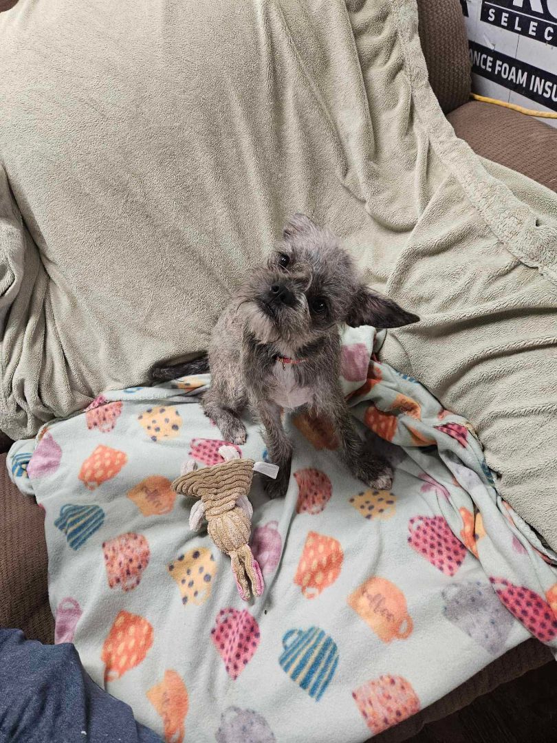 Enlarge Mia, a Adopted mixed breed in Newington, CT image 2/5