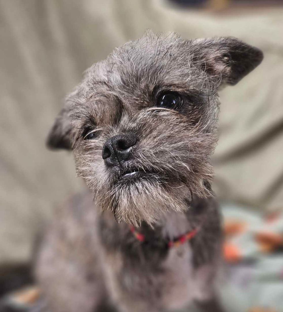 Enlarge Mia, a Adopted mixed breed in Newington, CT image 4/5