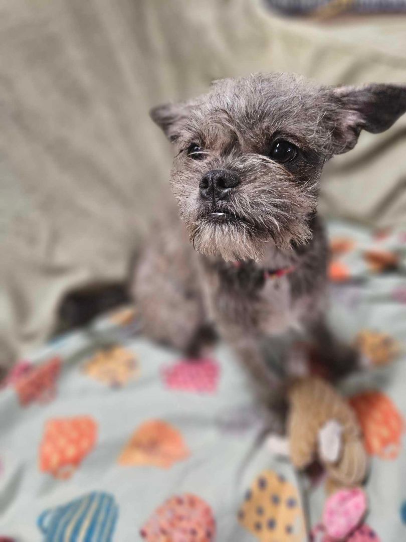 Enlarge Mia, a Adopted mixed breed in Newington, CT image 5/5