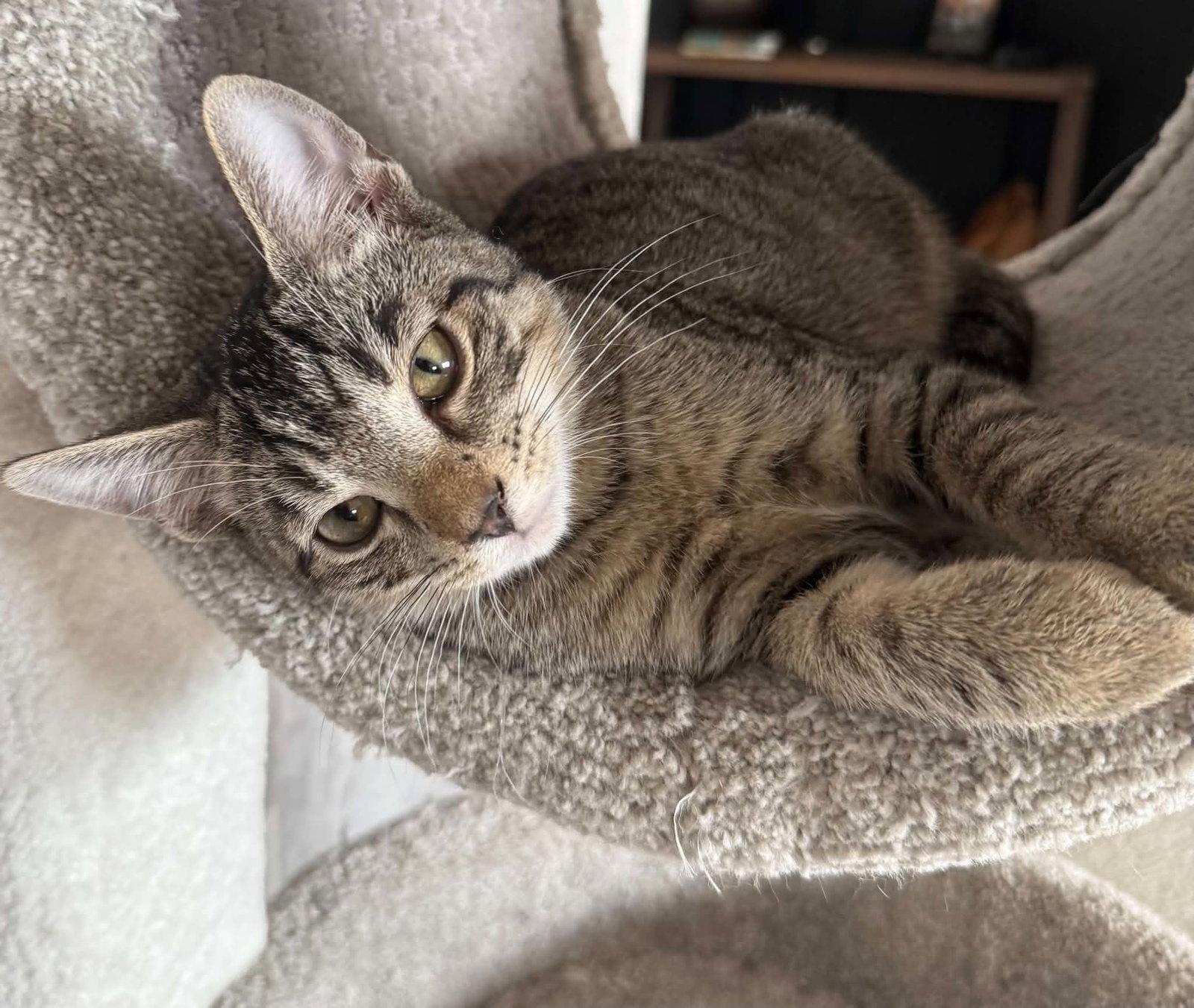 *Charlie Wonka, Adoptable, Kitten Male Domestic Short Hair.