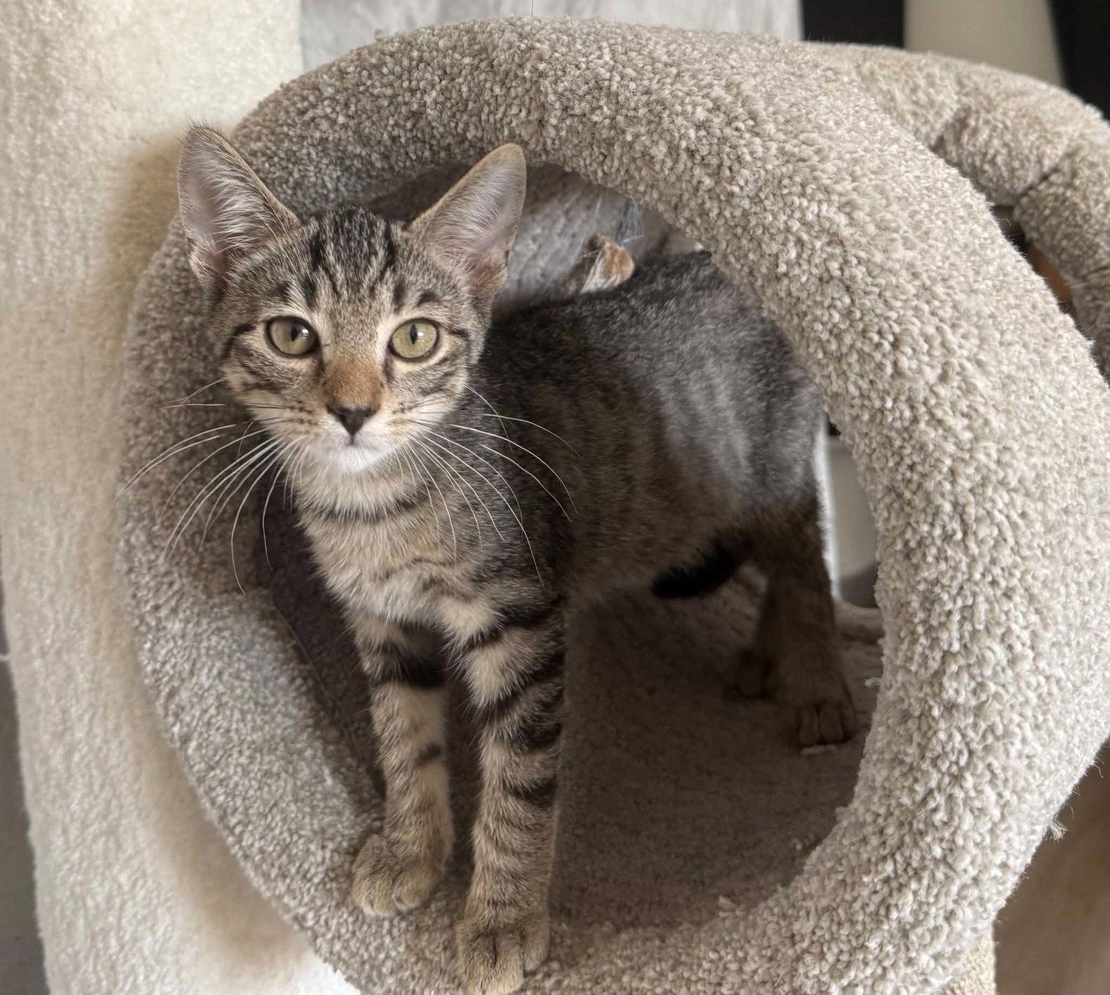 Enlarge *Charlie Wonka, a Adoptable Domestic Short Hair in Forest, VA image 2/3