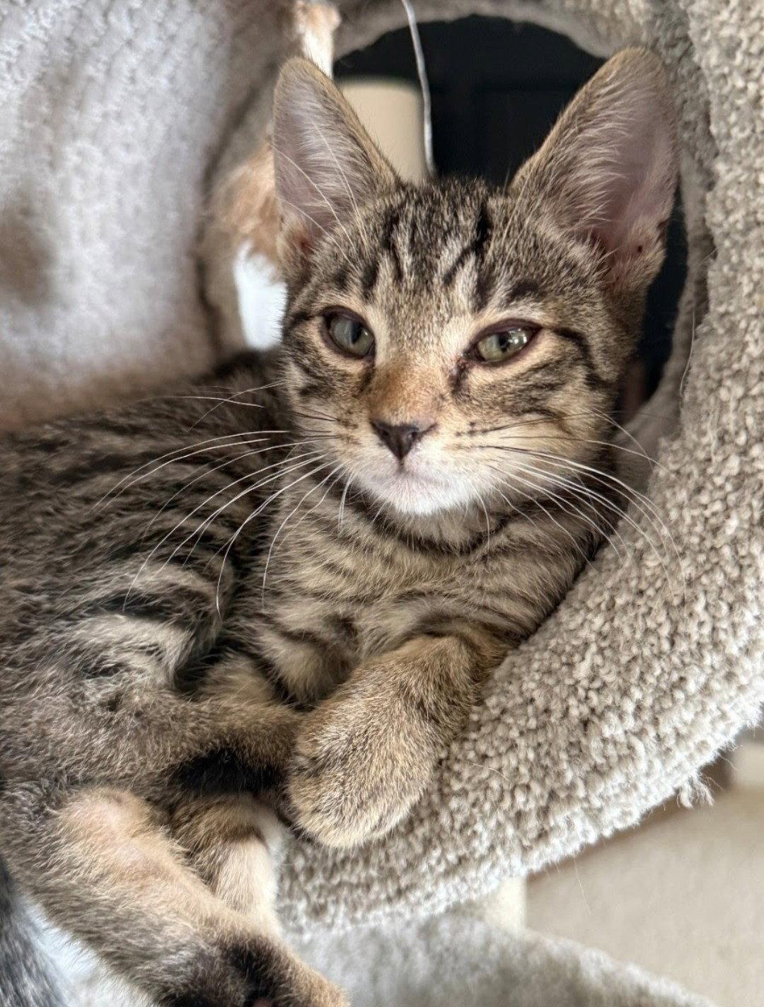 Enlarge *Charlie Wonka, a Adoptable Domestic Short Hair in Forest, VA image 3/3