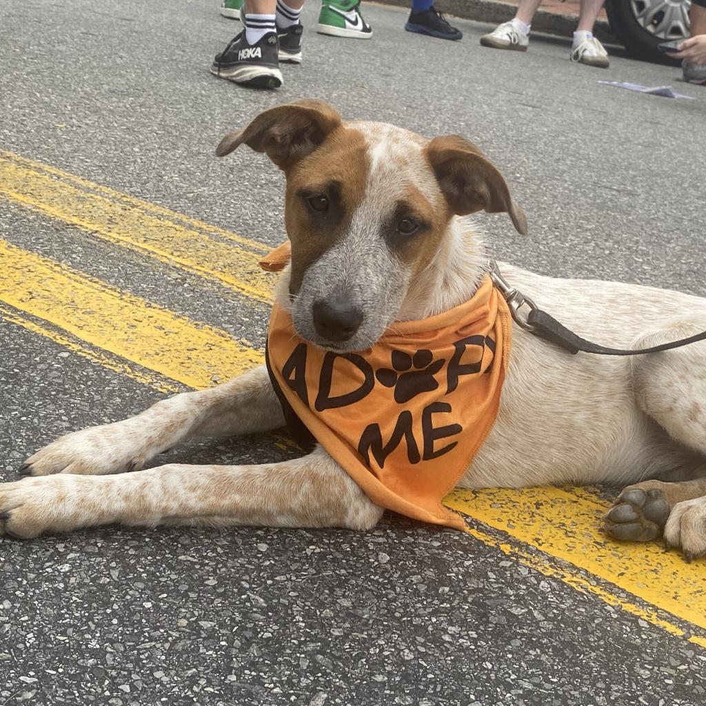 Dog for adoption NY Serena (Foster in Crompond), a Cattle Dog & Beagle Mix in Carmel, NY