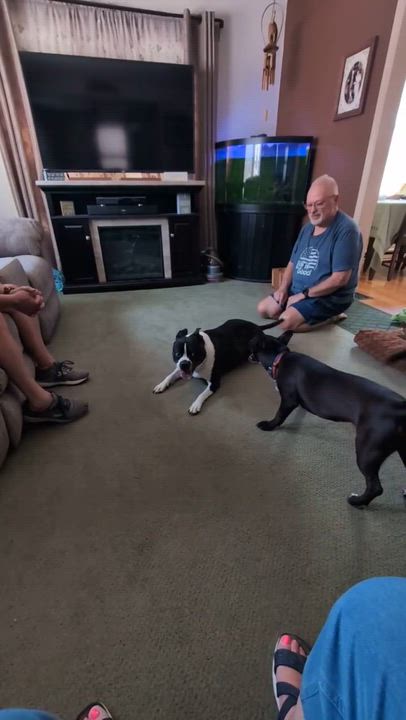 Enlarge Dutchess, an adopted mixed breed in Portland, ME video 6/6