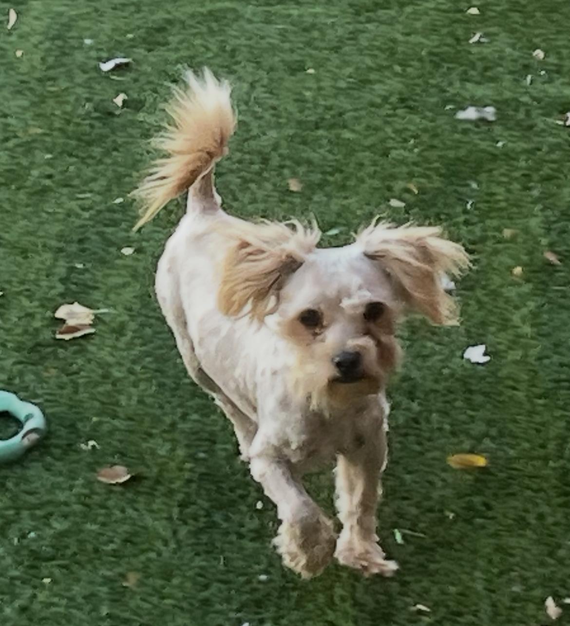 Leopold, ADOPTABLE, Adult Male Miniature Poodle.