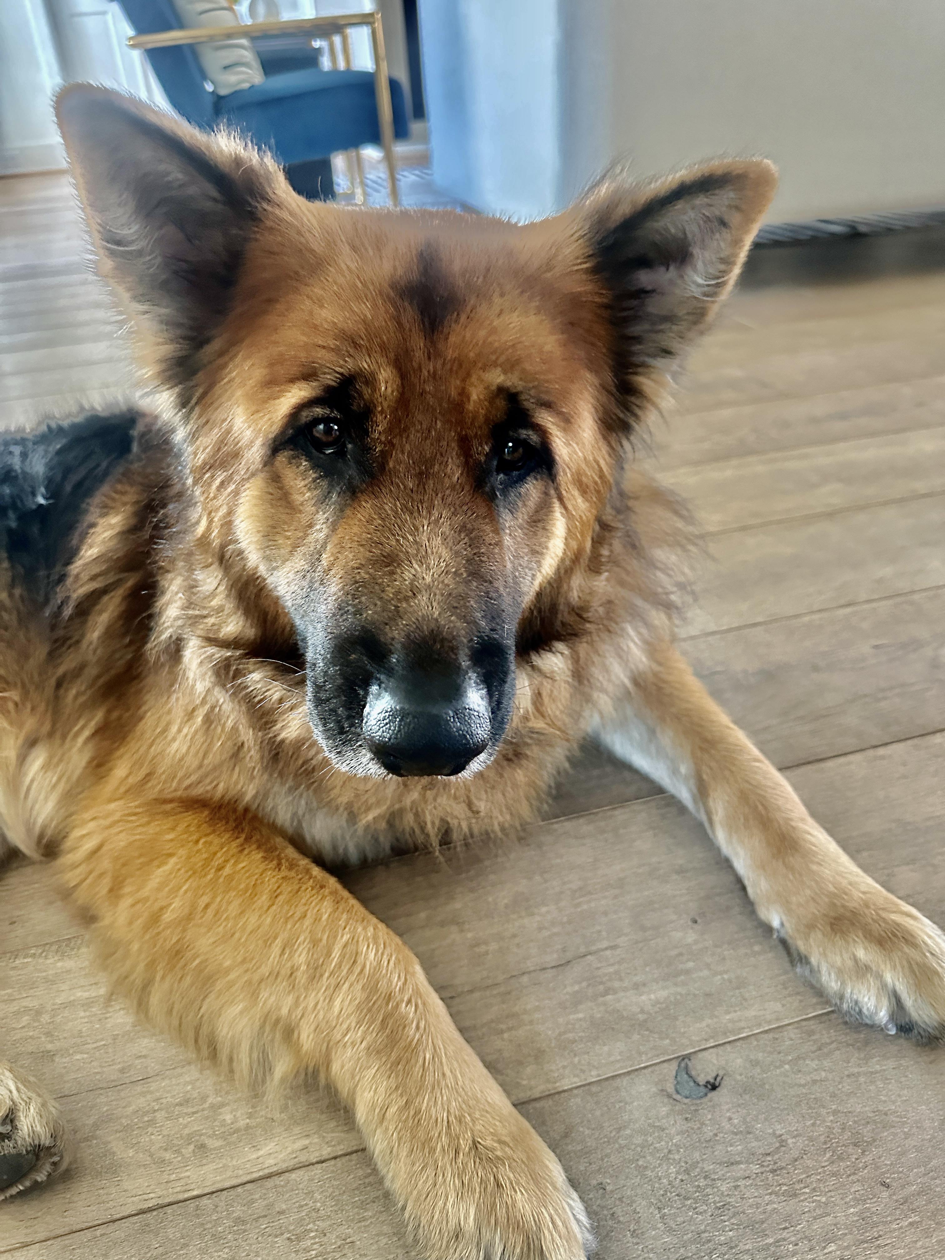 Rusty, an adopted German Shepherd Dog in Houston, TX image 5/5