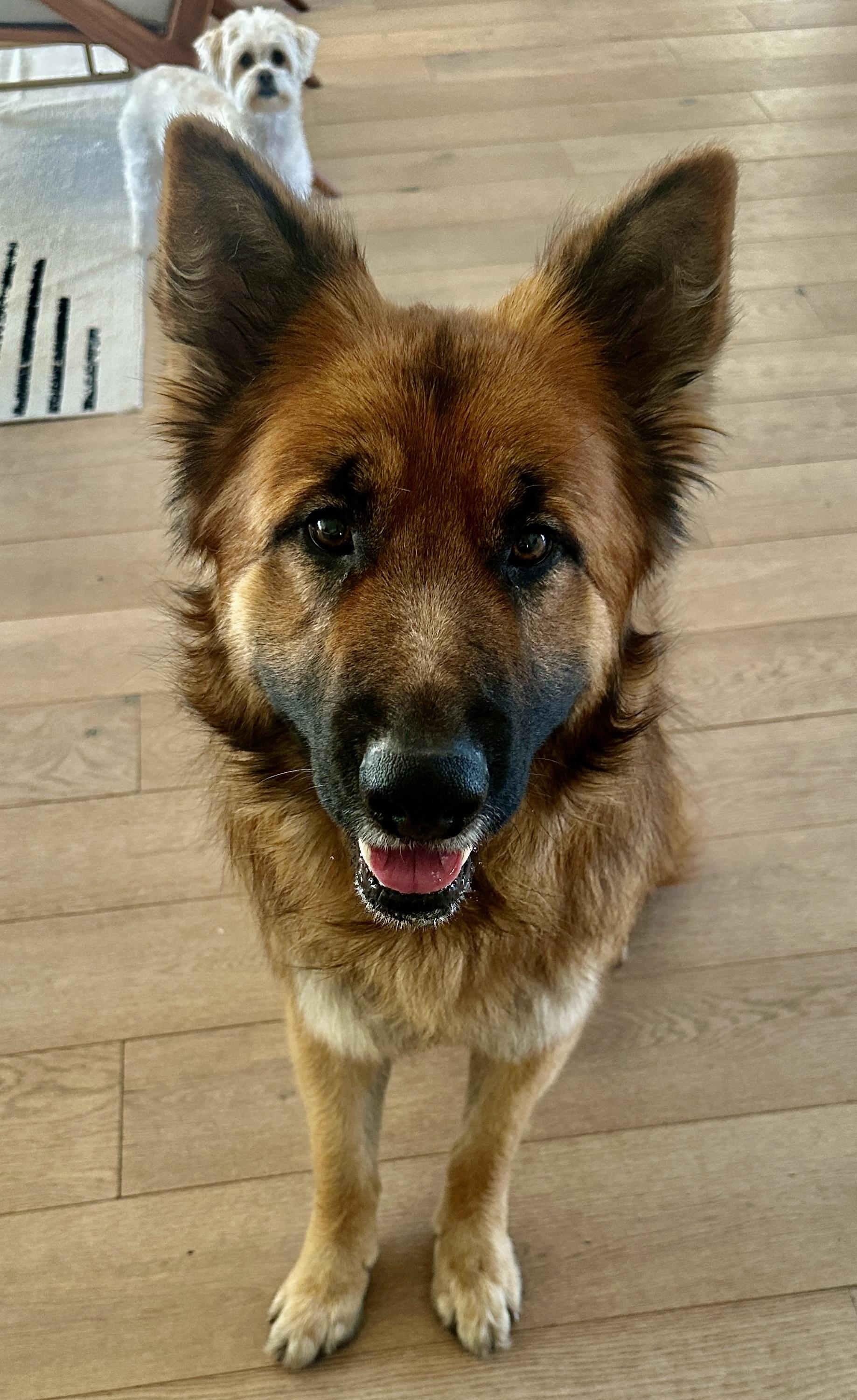 Rusty, an adopted German Shepherd Dog in Houston, TX image 4/5