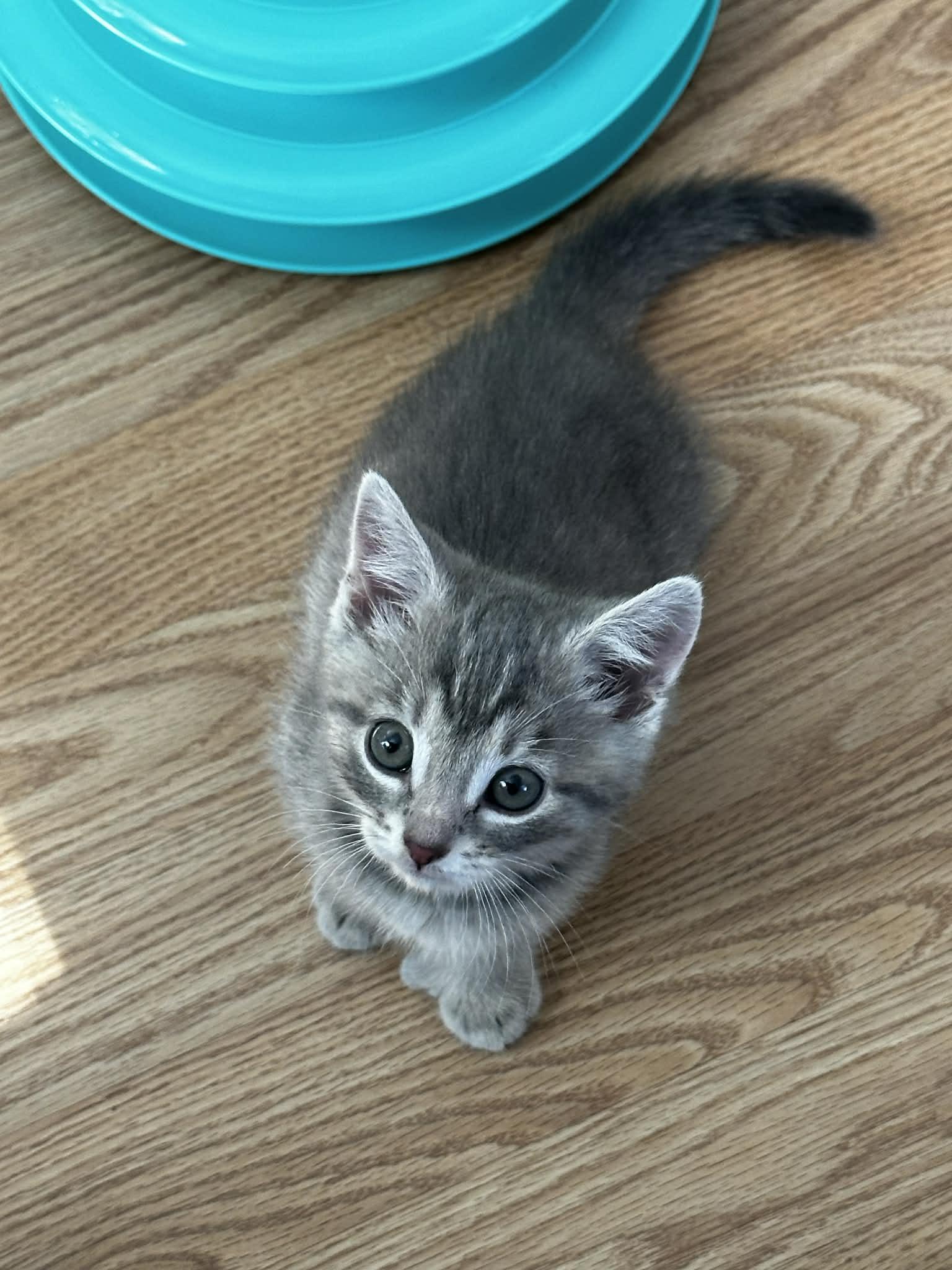 Enlarge Penny, an adopted Tabby in New Bedford, MA image 2/6
