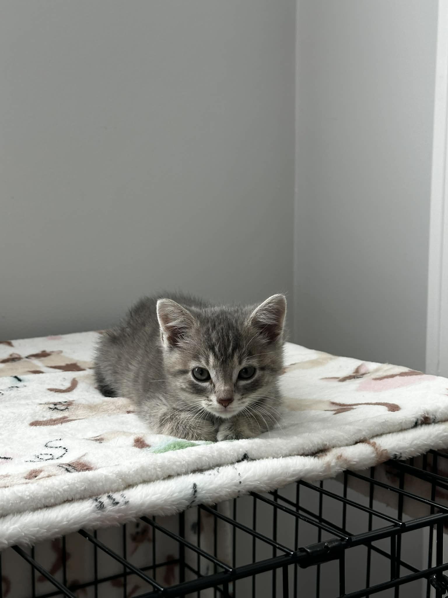 Enlarge Penny, an adopted Tabby in New Bedford, MA image 3/6