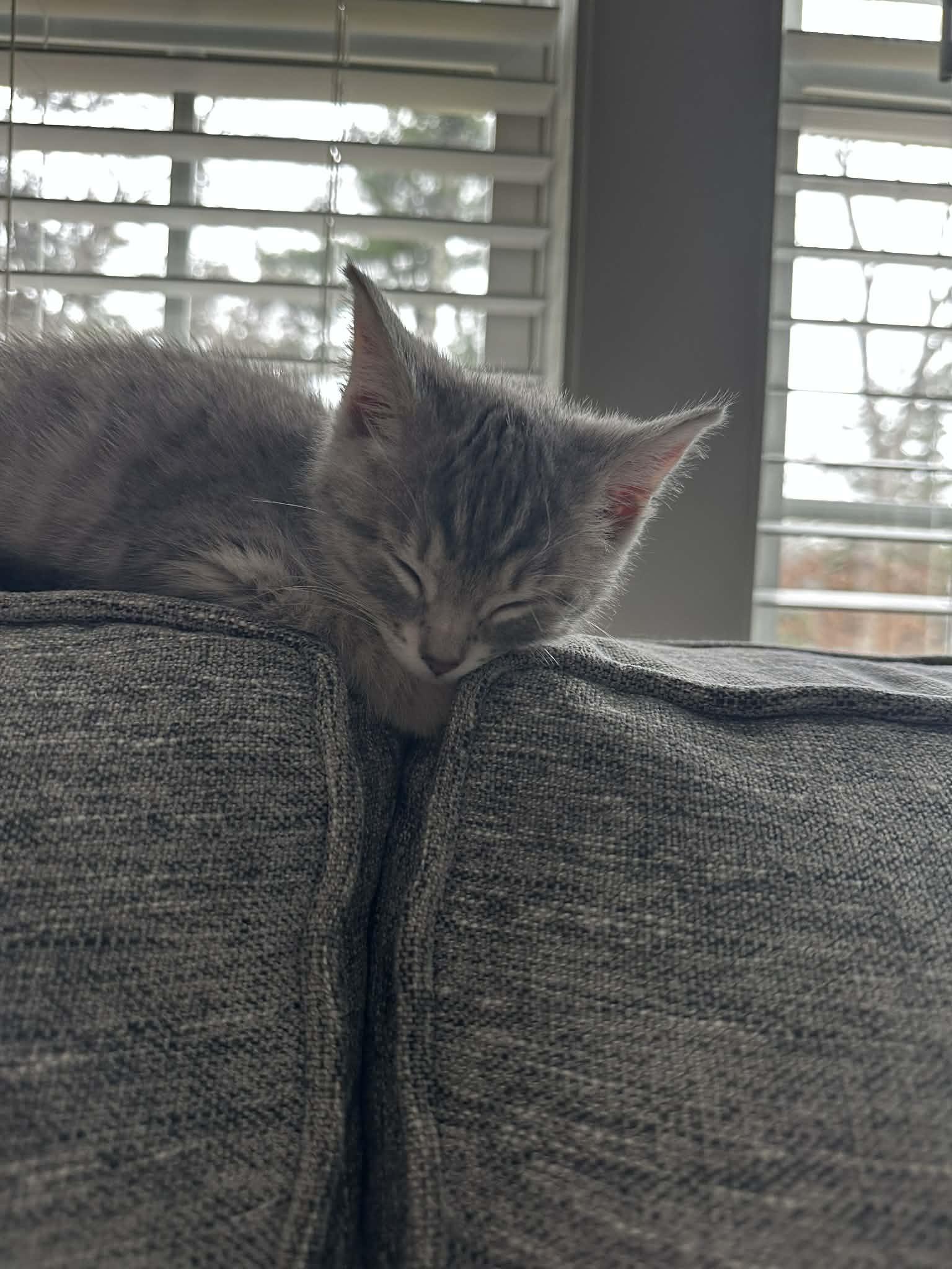 Enlarge Penny, an adopted Tabby in New Bedford, MA image 6/6