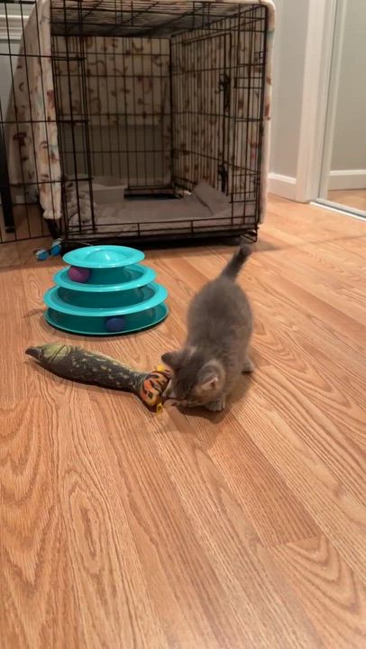 Enlarge Penny, an adopted Tabby in New Bedford, MA video 5/6