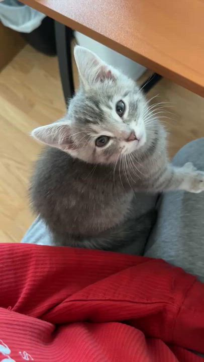 Enlarge Penny, an adopted Tabby in New Bedford, MA video 4/6