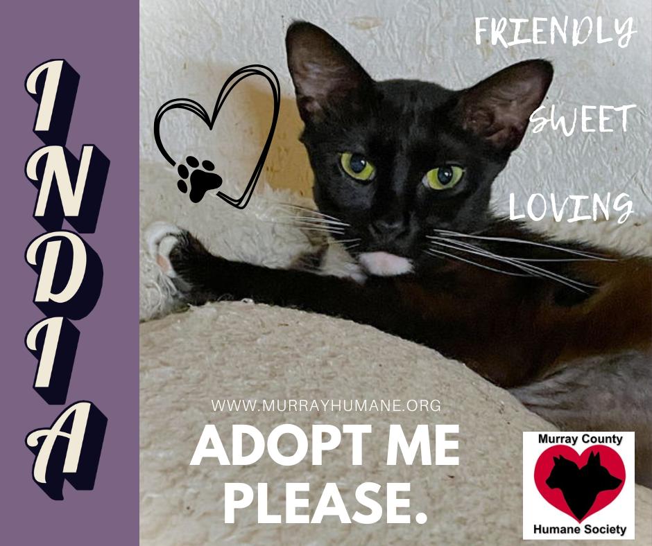 Enlarge India, a Adopted Domestic Short Hair in Chatsworth, GA image 1/1
