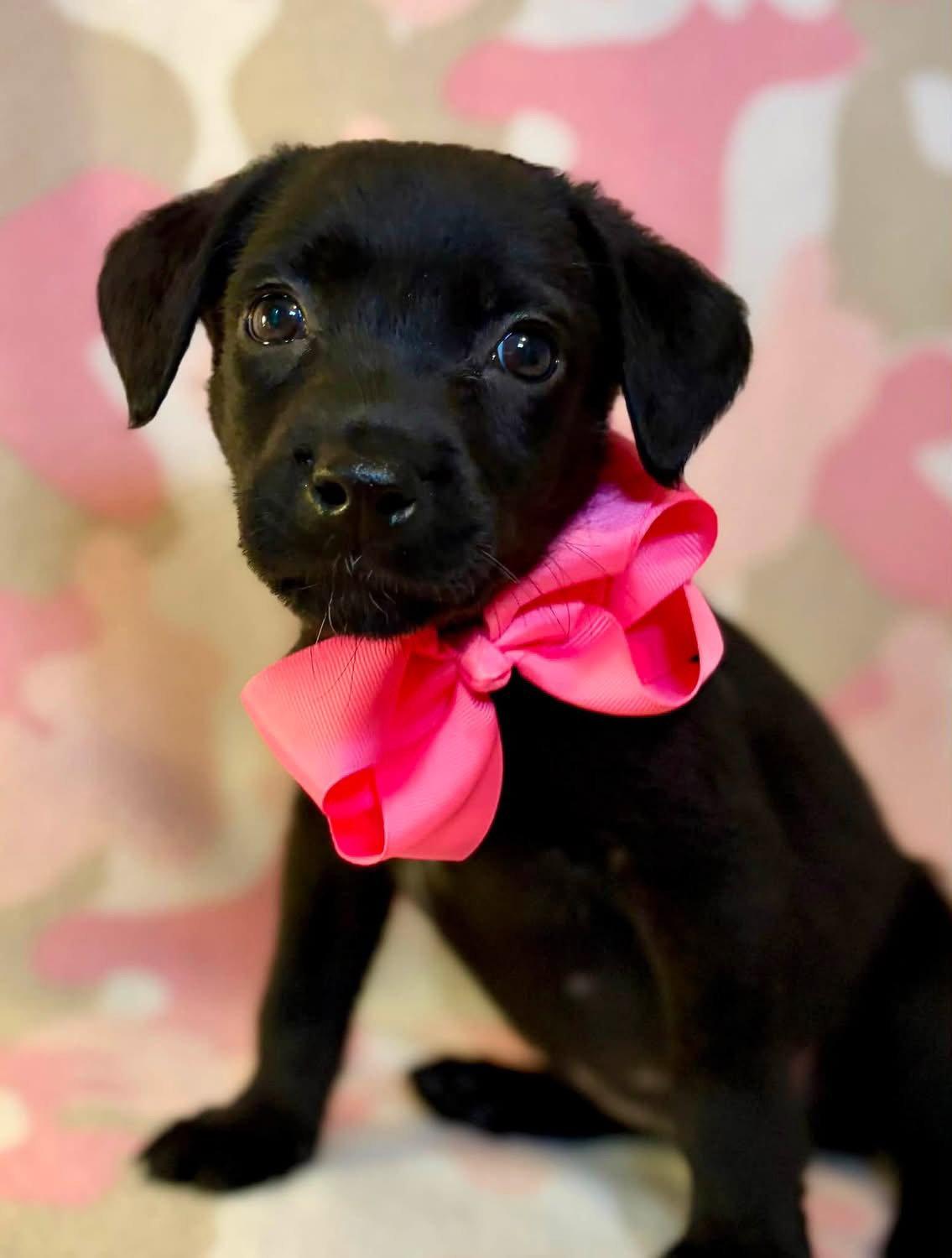 Enlarge Cami, a Adoptable Labrador Retriever in Barnhart, MO image 1/3