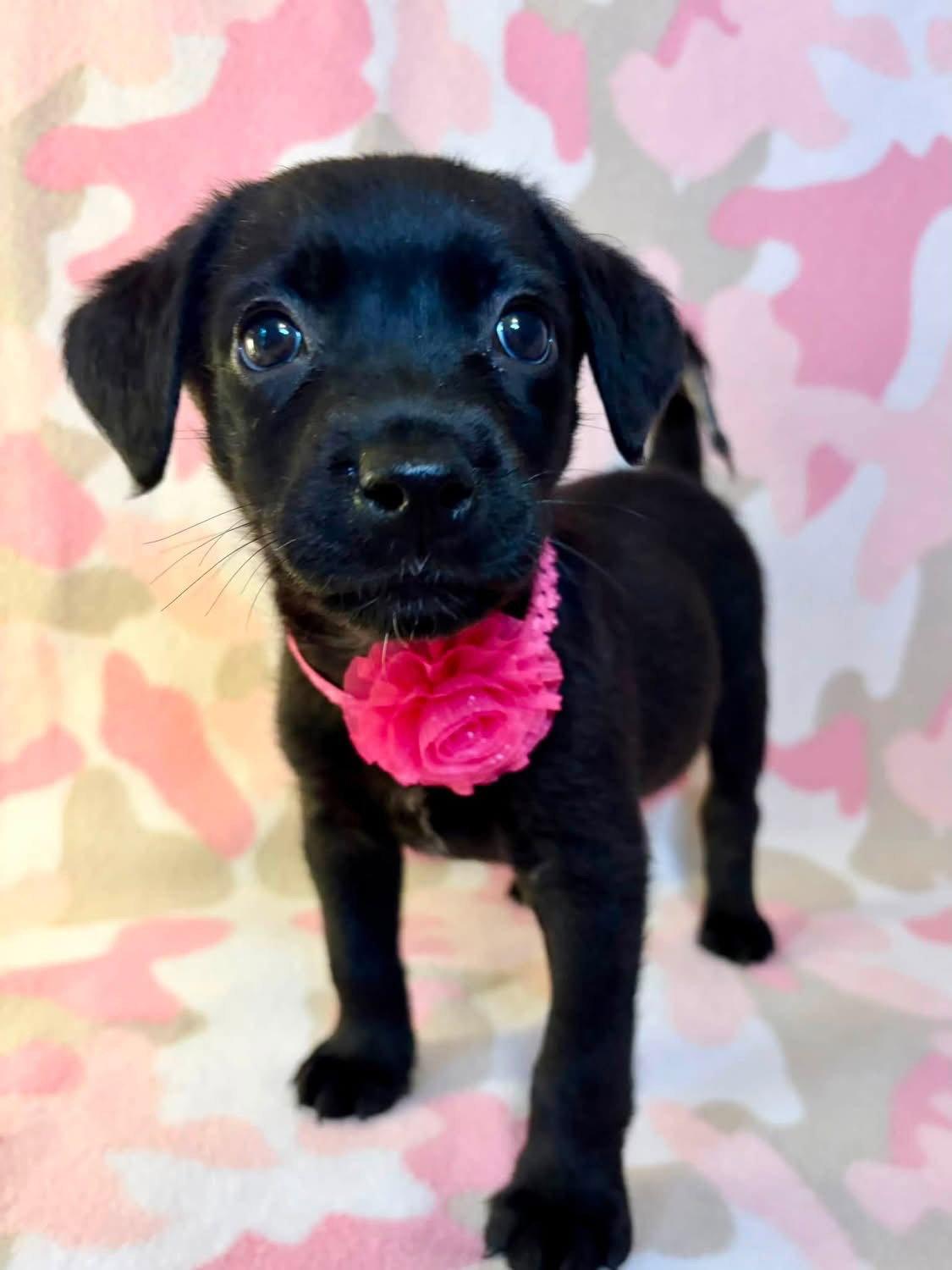 Enlarge Cami, a Adoptable Labrador Retriever in Barnhart, MO image 2/3