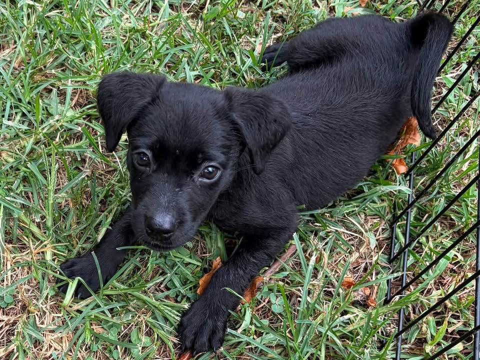 Enlarge Cami, a Adoptable Labrador Retriever in Barnhart, MO image 3/3