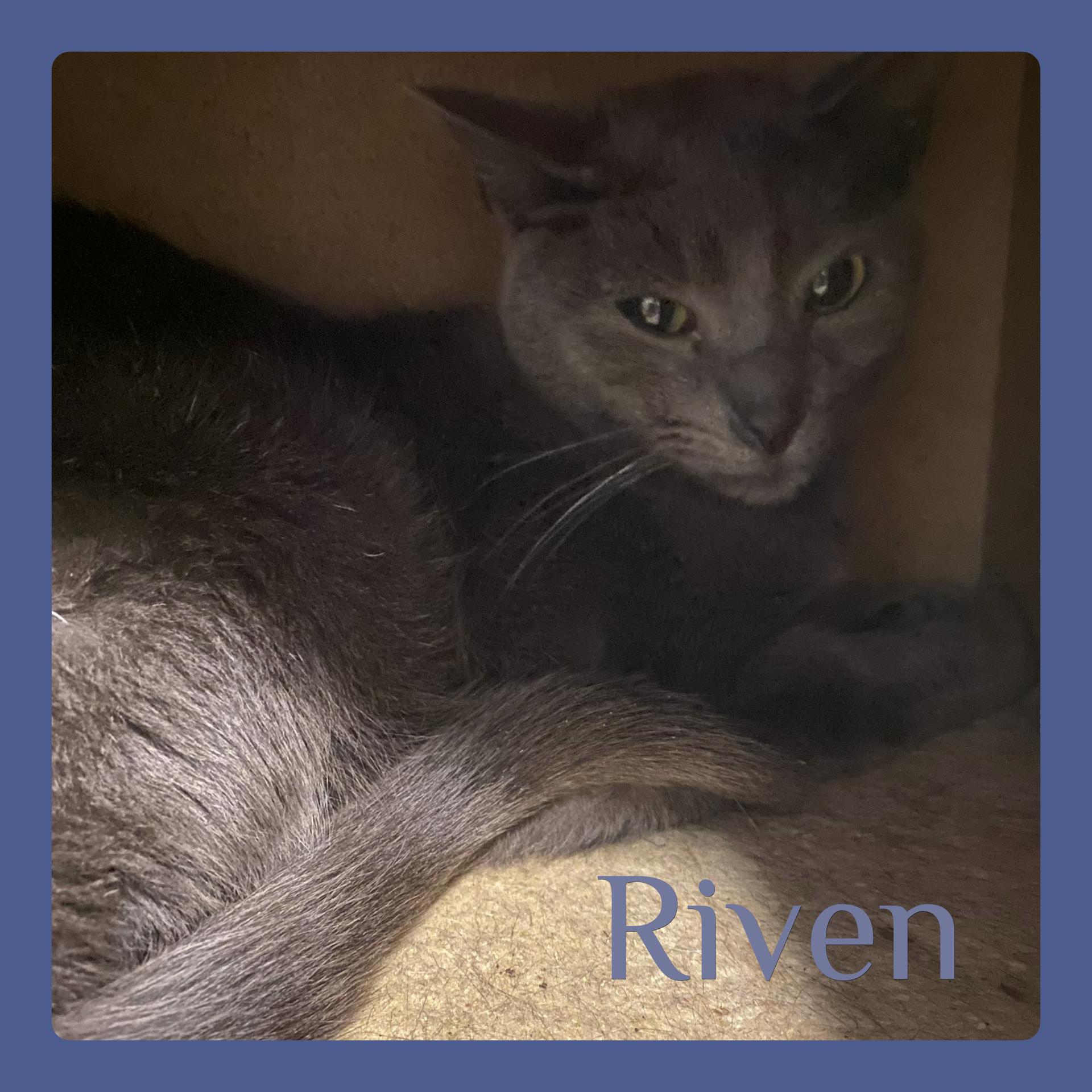 Enlarge RIVEN, an adopted Tabby in Lawton, OK image 1/1
