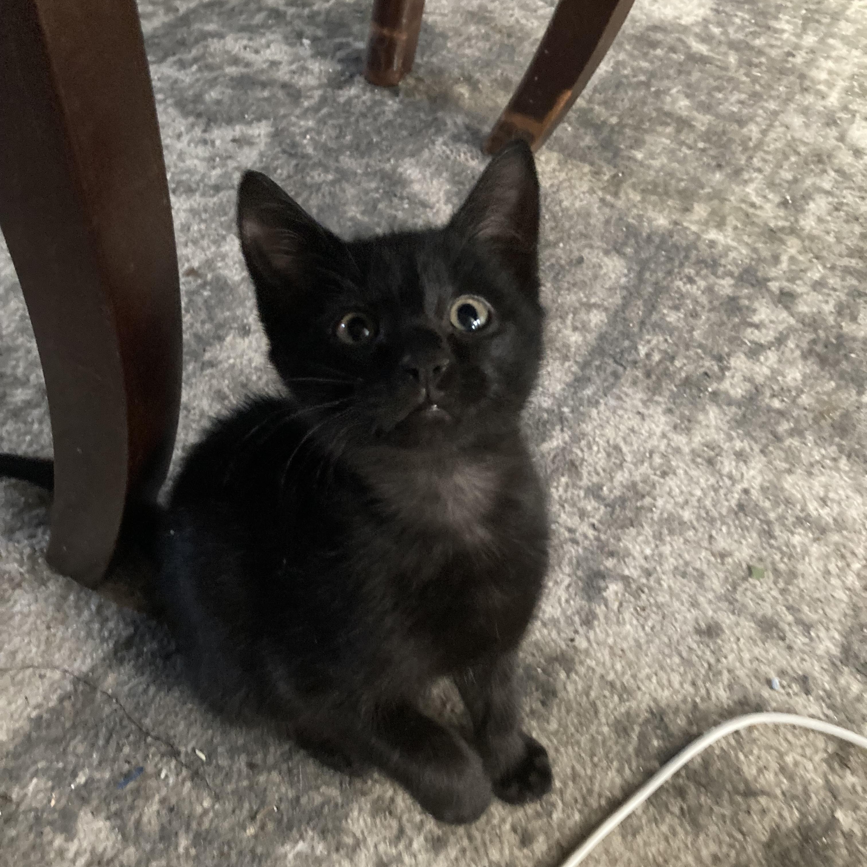 Tulip , Adoptable, Kitten Male Domestic Short Hair.