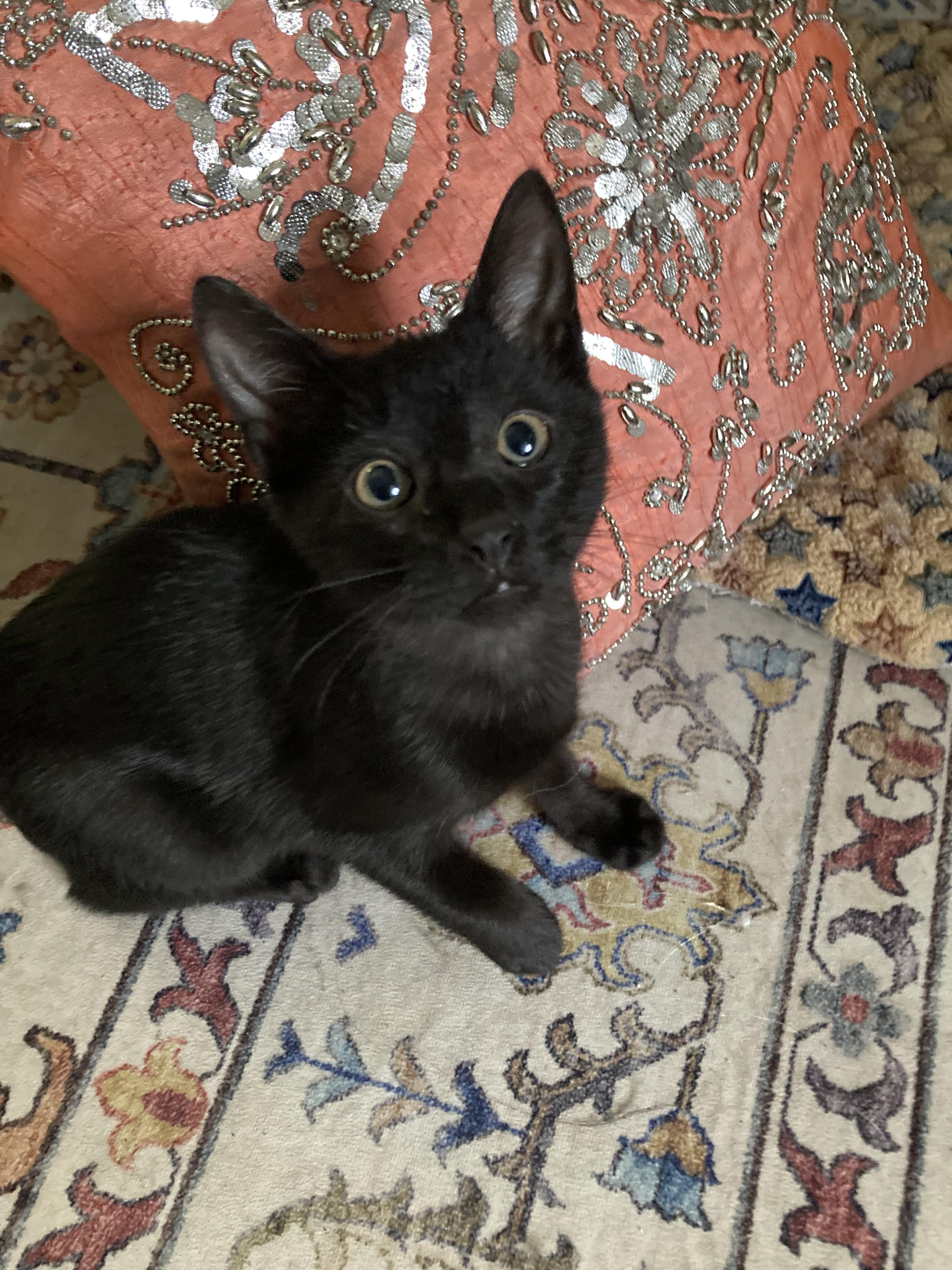 Enlarge Tulip , a Adoptable Domestic Short Hair in Columbia, SC image 2/2