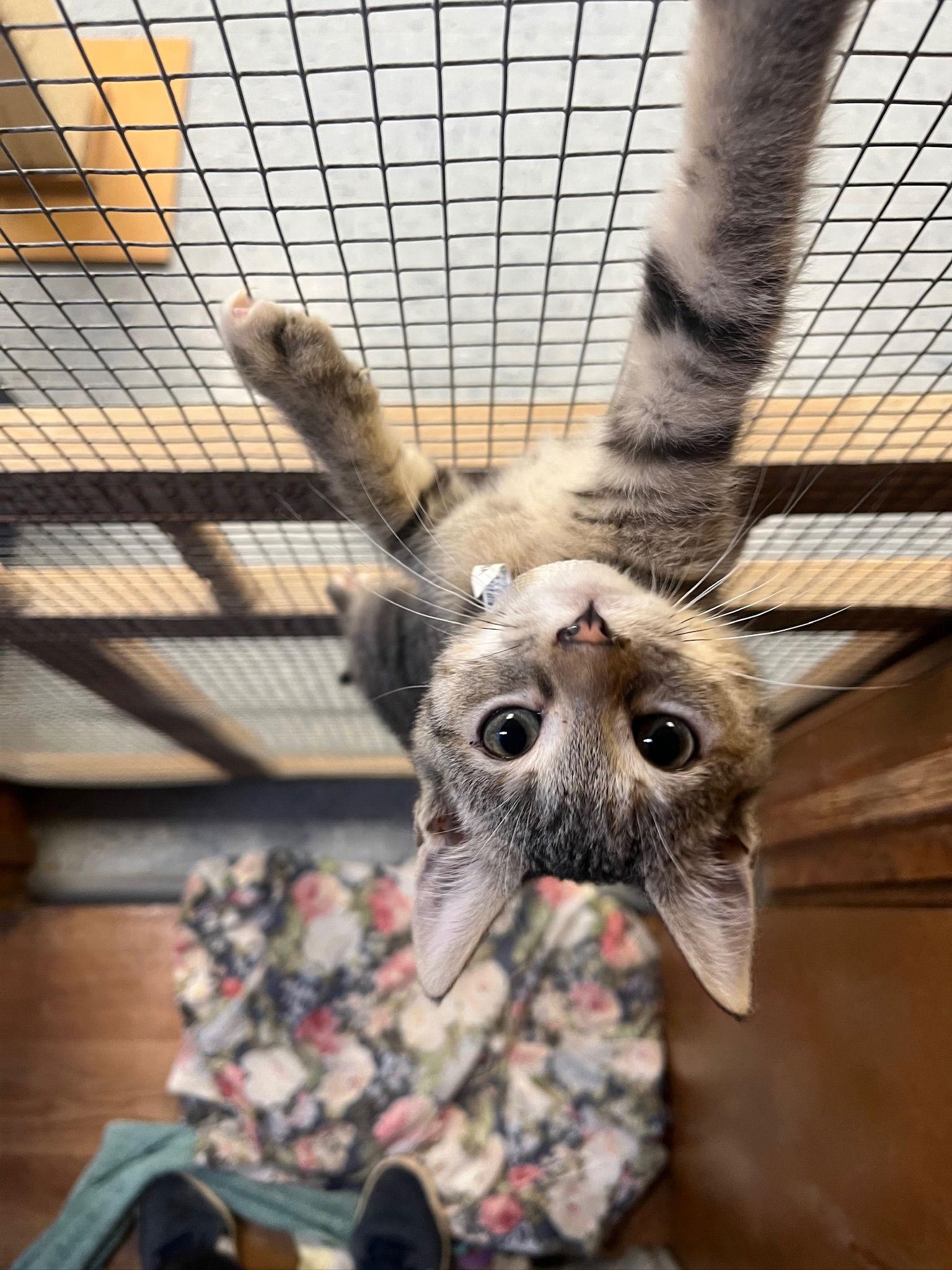 Tina, Adopted, Young Female Tabby.