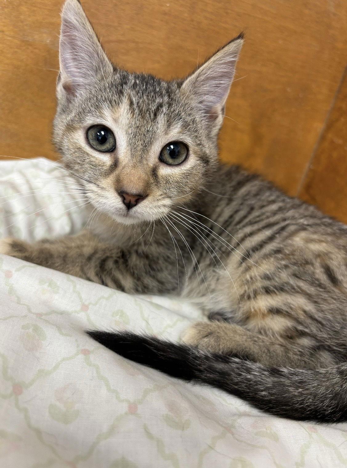 Enlarge Tina, a Adopted Tabby in Hopewell, VA image 2/3