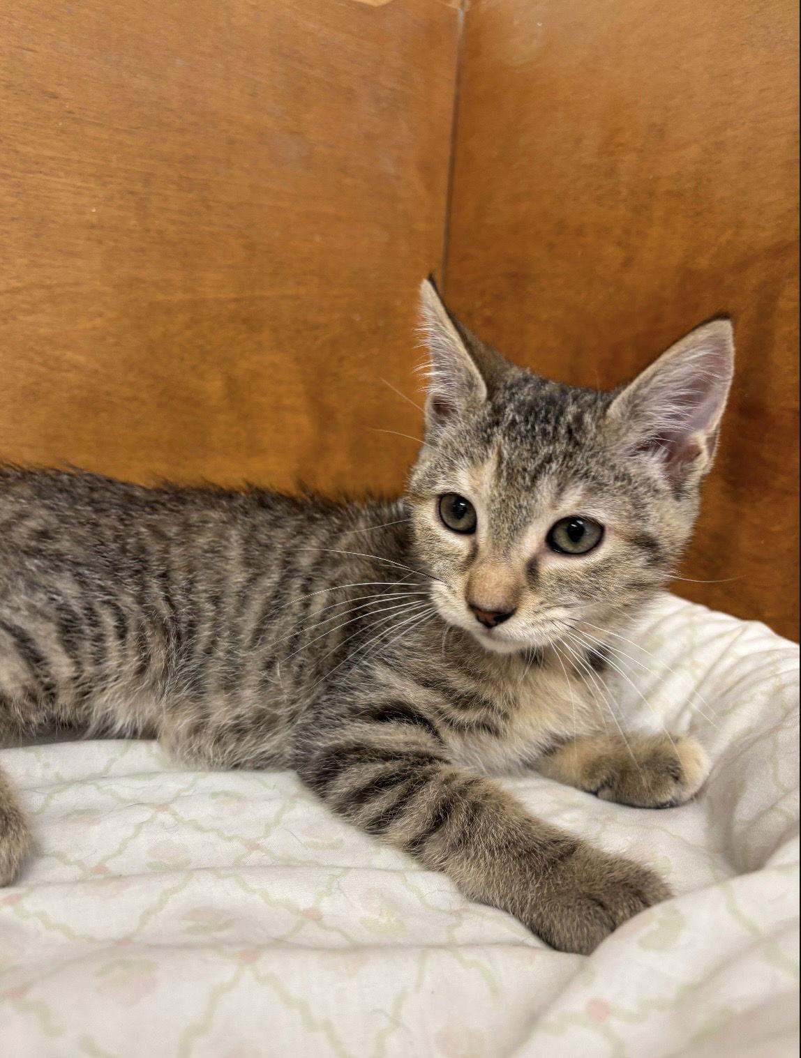 Enlarge Tina, a Adopted Tabby in Hopewell, VA image 3/3