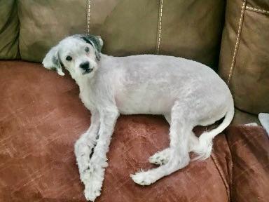 Speedy, a Adoptable mixed breed in Verona , NJ image 6/6