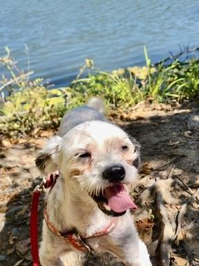 Speedy, a Adoptable mixed breed in Verona , NJ image 2/6