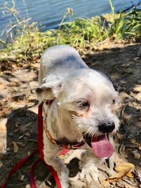 Speedy, a Adoptable mixed breed in Verona , NJ image 5/6