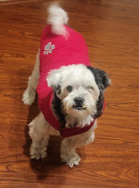 Speedy, a Adoptable mixed breed in Verona , NJ image 3/6