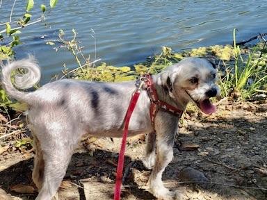Speedy, a Adoptable mixed breed in Verona , NJ image 4/6