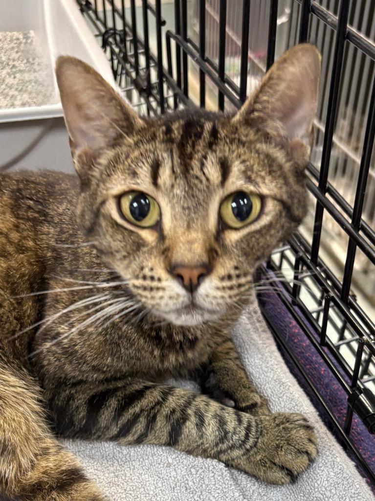 Rudy, Adoptable, Adult Male Domestic Short Hair.