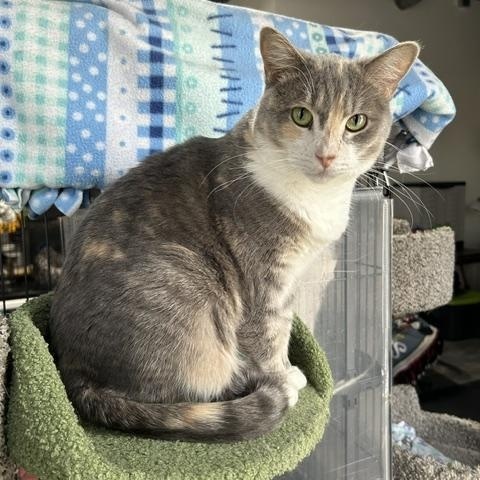 Tessa, Adoptable, Adult Female Domestic Short Hair.