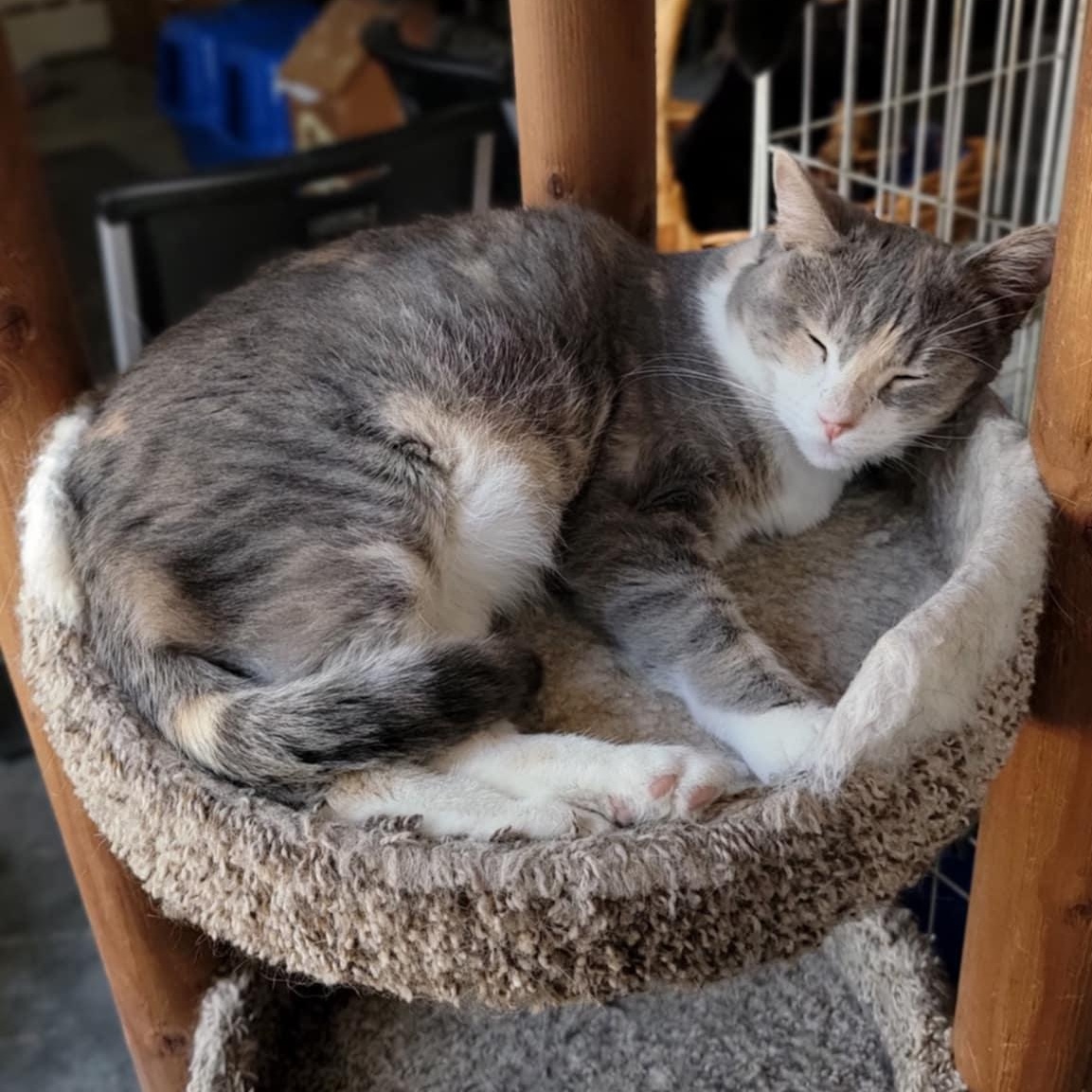 Enlarge Tessa, a Adoptable Domestic Short Hair in Devils Lake, ND image 1/2