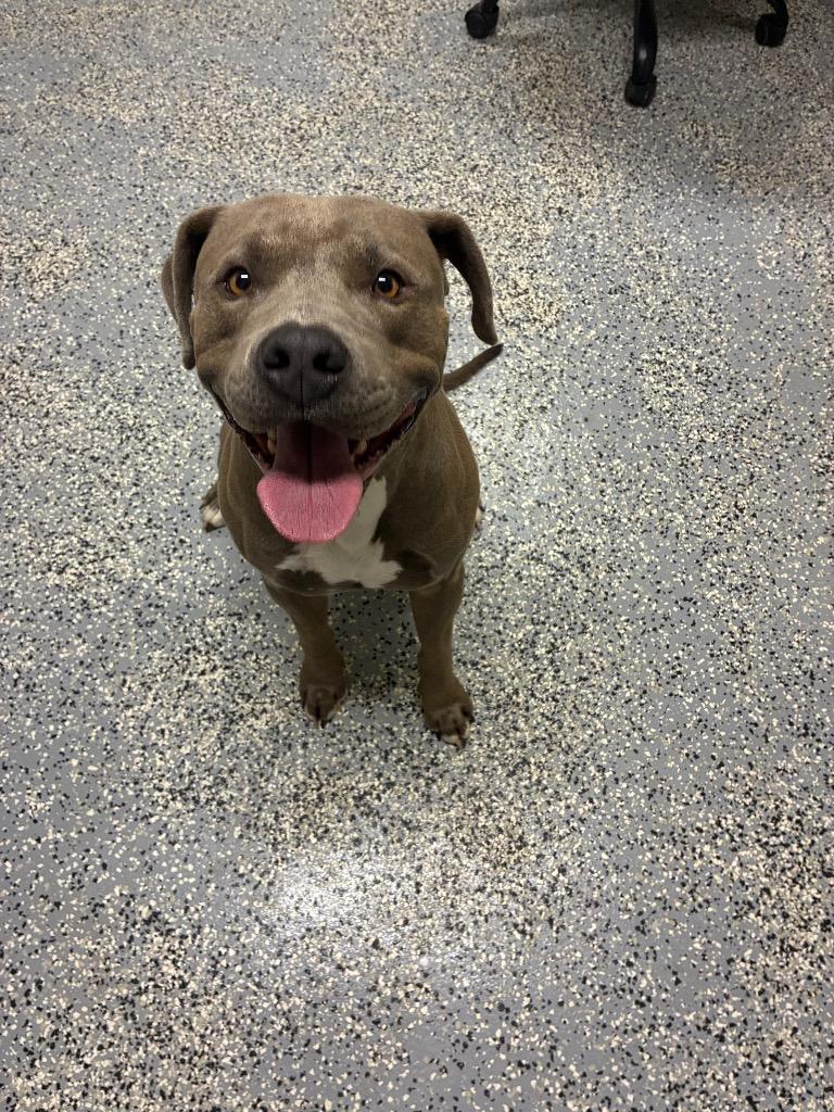 Timon, Adoptable, Young Male Pit Bull Terrier.