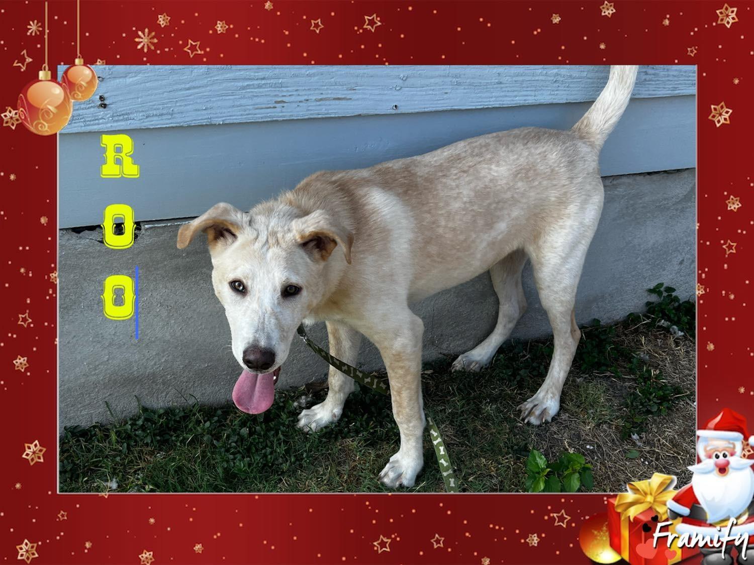 Roo, Adoptable, Puppy Male Labrador Retriever.