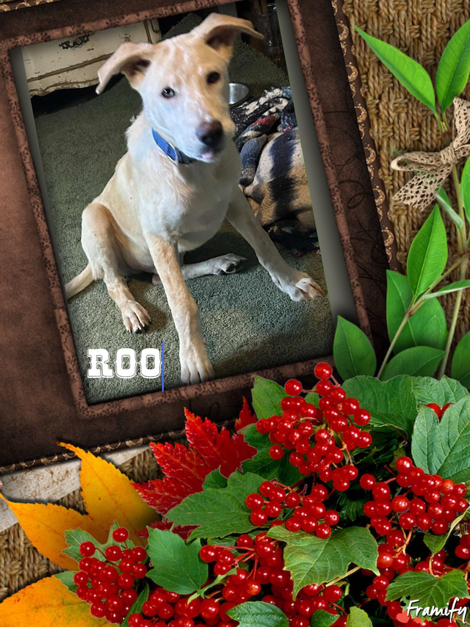 Enlarge Roo, a Adoptable mixed breed in San Antonio, TX image 3/5