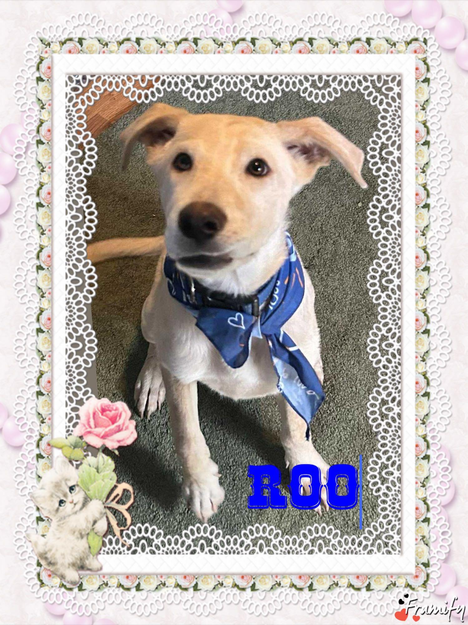 Enlarge Roo, a Adoptable mixed breed in San Antonio, TX image 4/5