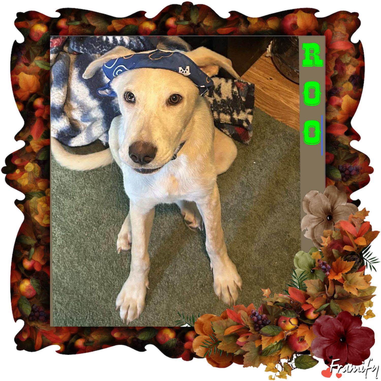 Enlarge Roo, a Adoptable mixed breed in San Antonio, TX image 5/5