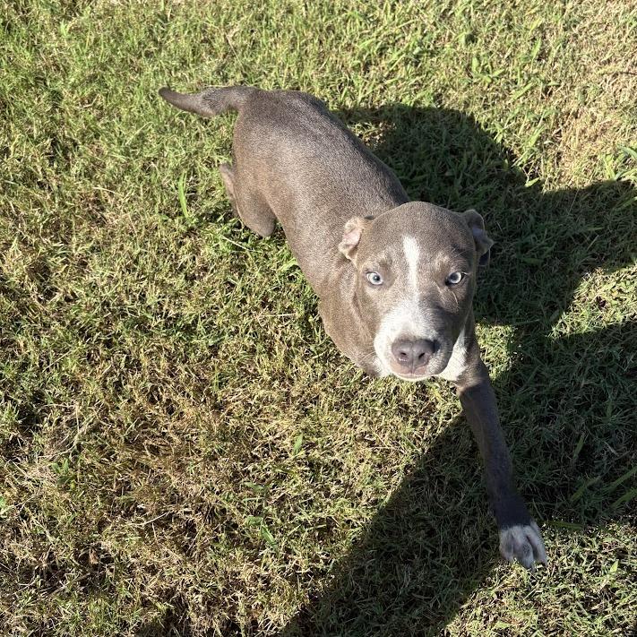 Carolina Littledream, Adoptable, Puppy Female Mixed Breed & Mixed Breed.