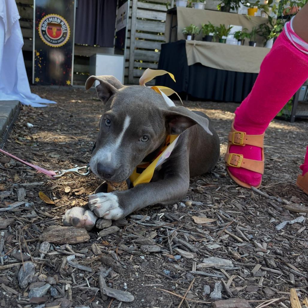 Enlarge Carolina Littledream, a Adoptable mixed breed in North Charleston, SC image 2/6