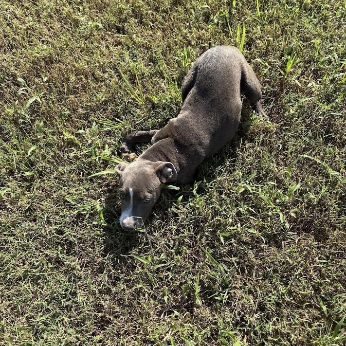 Enlarge Carolina Littledream, a Adoptable mixed breed in North Charleston, SC image 2/6