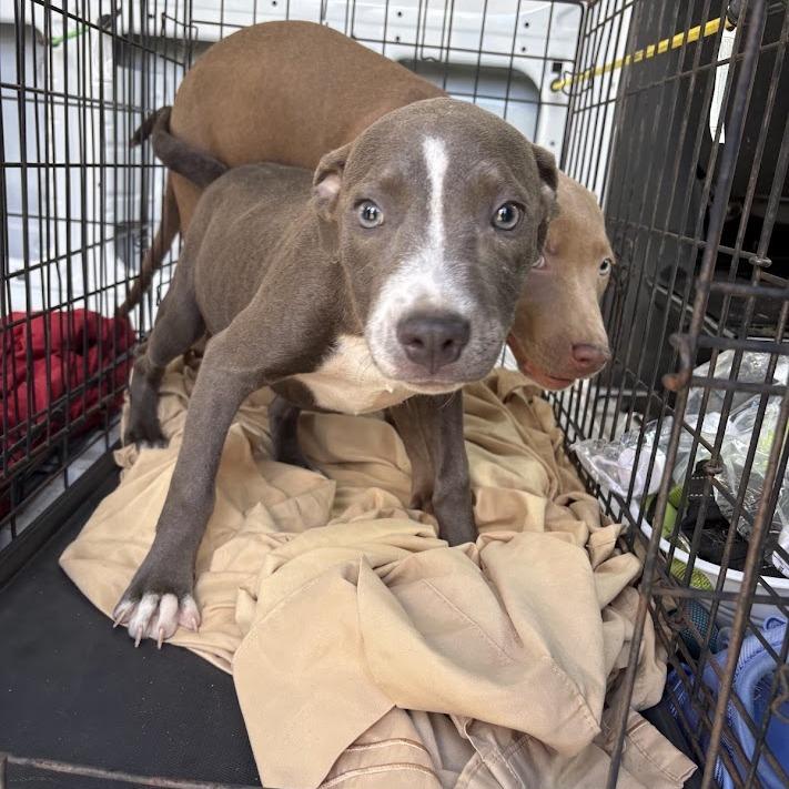 Enlarge Carolina Littledream, a Adoptable mixed breed in North Charleston, SC image 3/6