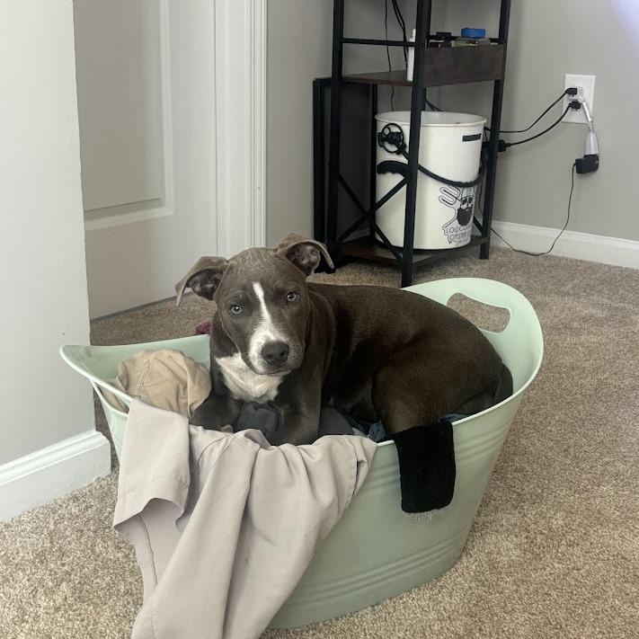 Enlarge Carolina Littledream, a Adoptable mixed breed in North Charleston, SC image 4/6
