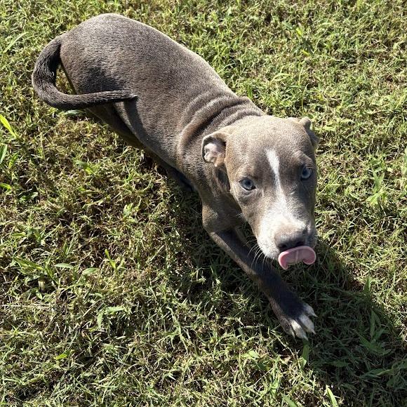 Enlarge Carolina Littledream, a Adoptable mixed breed in North Charleston, SC image 5/6