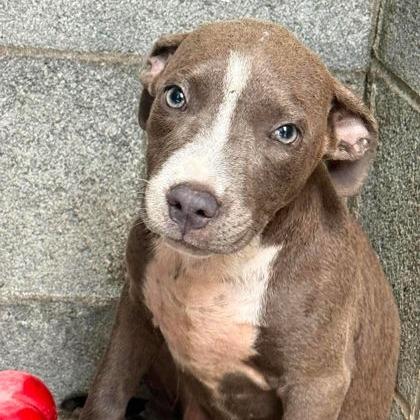 Enlarge Carolina Littledream, a Adoptable mixed breed in North Charleston, SC image 6/6
