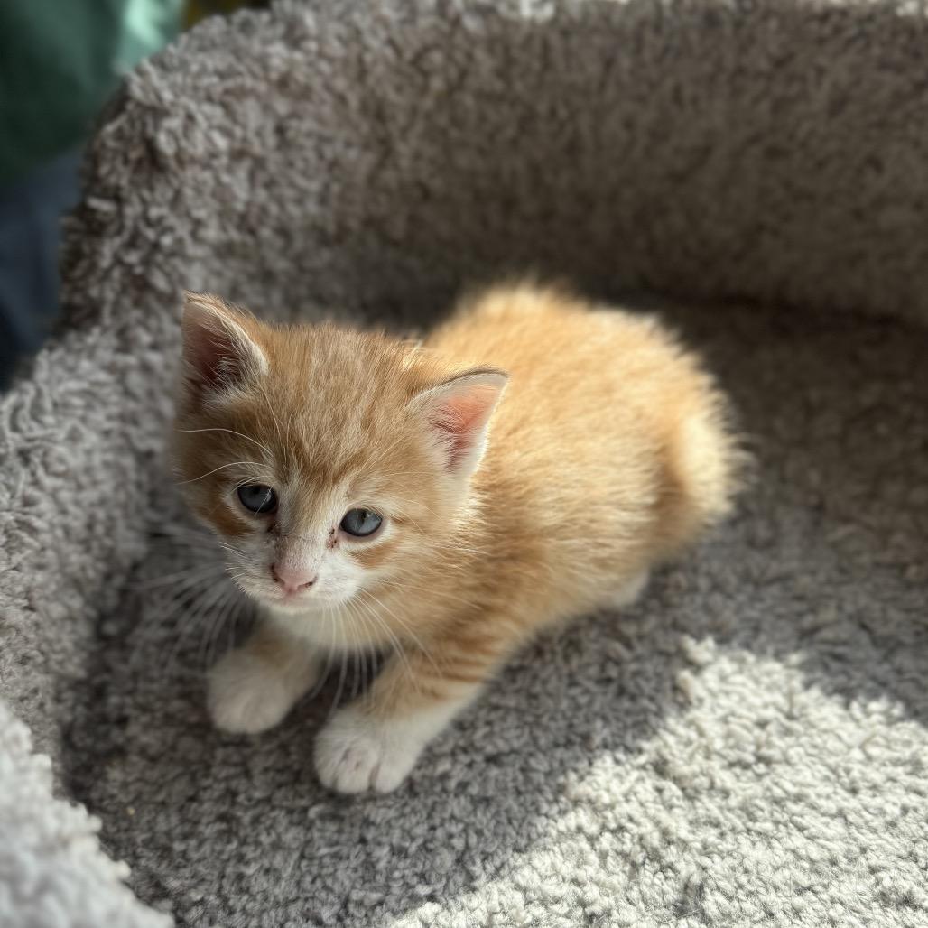 Enlarge Garfield, a Adoptable Domestic Short Hair in Ferndale, WA image 2/2