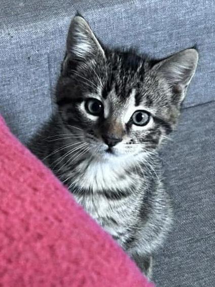 Enlarge Linnea, a Adoptable Domestic Short Hair in Port Washington, WI image 1/1